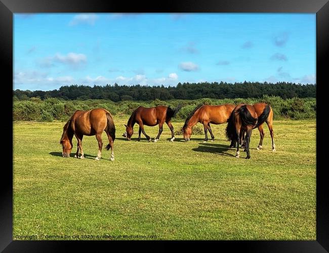 Wild ponies in The New Forest Framed Print by Gemma De Cet