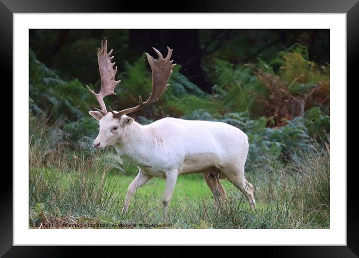 White Fallow Deer Stag Framed Mounted Print by Gemma De Cet