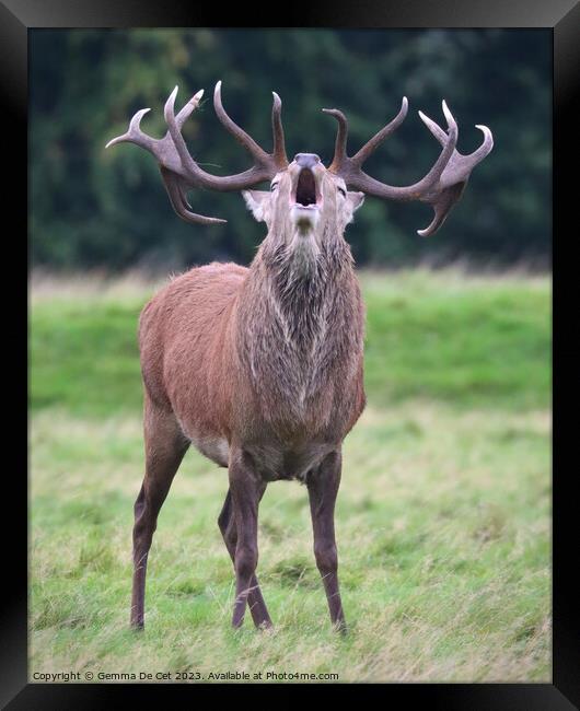 Bellowing Red Deer Stag, Tatton Park Framed Print by Gemma De Cet