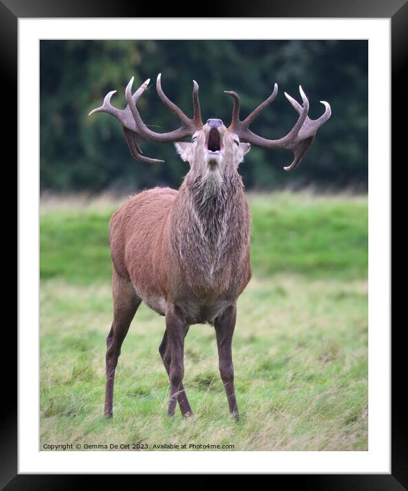Bellowing Red Deer Stag, Tatton Park Framed Mounted Print by Gemma De Cet