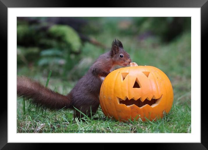 Red Squirrel with Halloween Pumpkin  Framed Mounted Print by Gemma De Cet