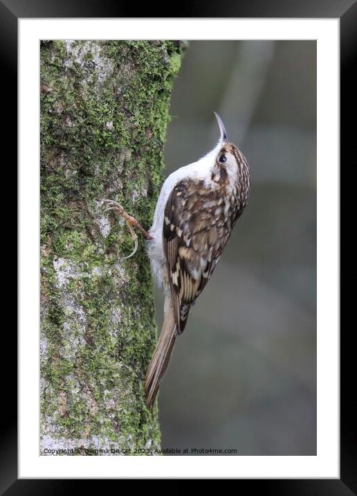 Treecreeper Bird Framed Mounted Print by Gemma De Cet