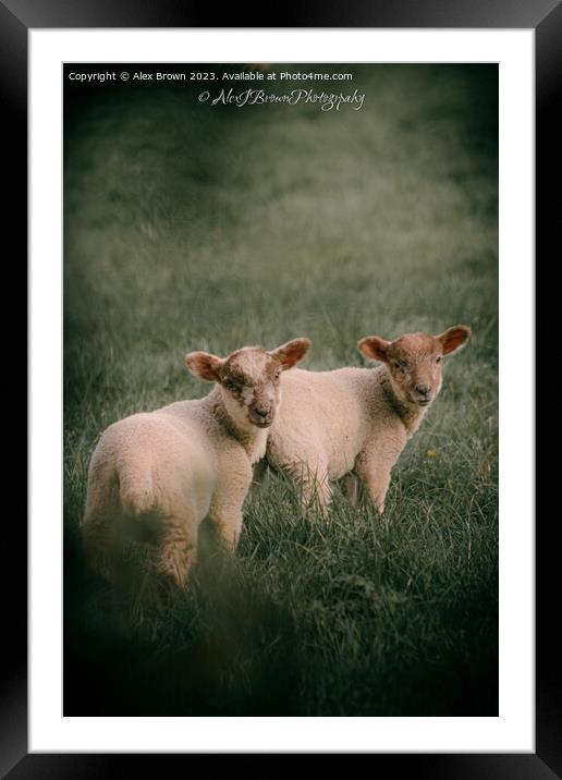 Lambs Framed Mounted Print by Alex Brown