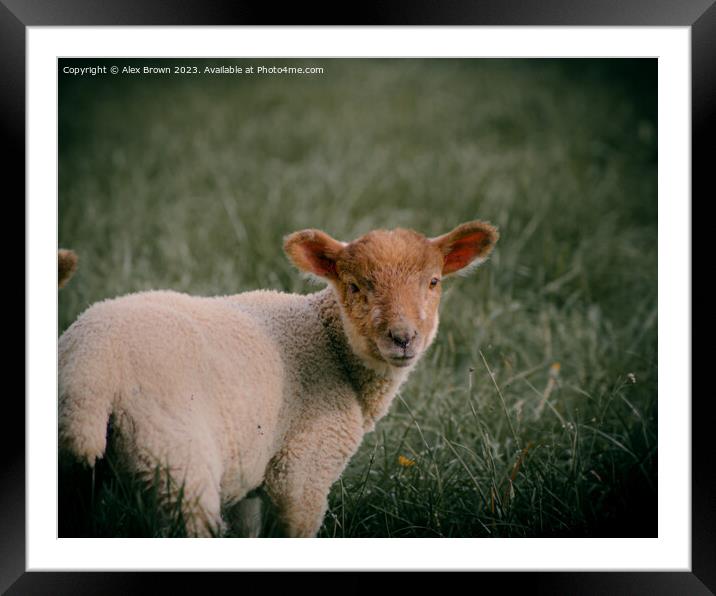 Ginger Lamb Framed Mounted Print by Alex Brown
