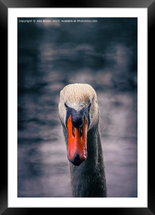 Swan staring into your eyes  Framed Mounted Print by Alex Brown