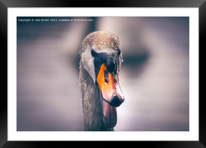 Shouting Swan Framed Mounted Print by Alex Brown