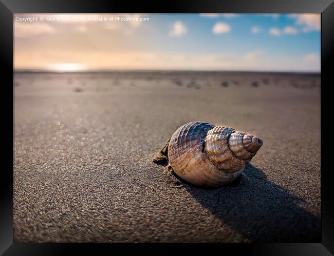 A shell in the sand  Framed Print by Alex Brown
