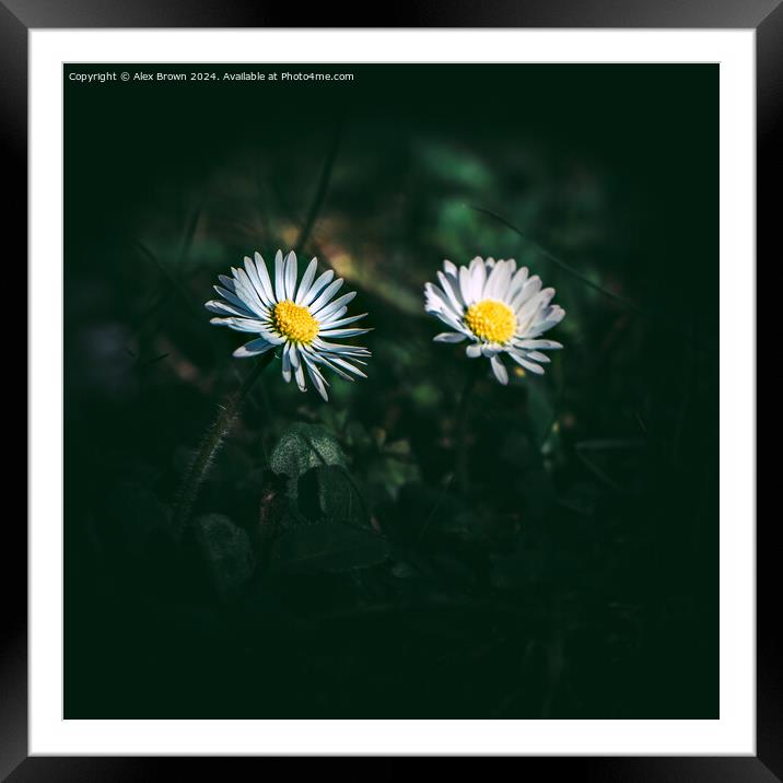 Plant flower Framed Mounted Print by Alex Brown