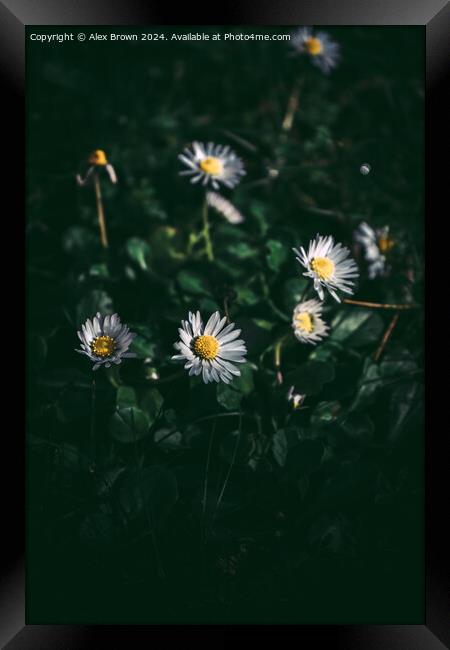 Group of White Daisies Framed Print by Alex Brown