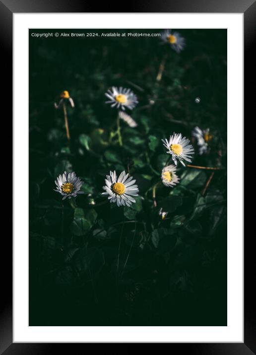 Group of White Daisies Framed Mounted Print by Alex Brown