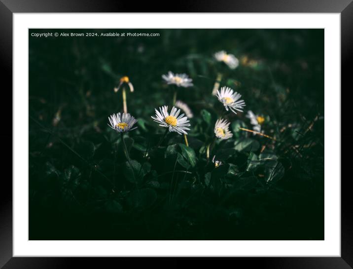 Daisy Collection Framed Mounted Print by Alex Brown