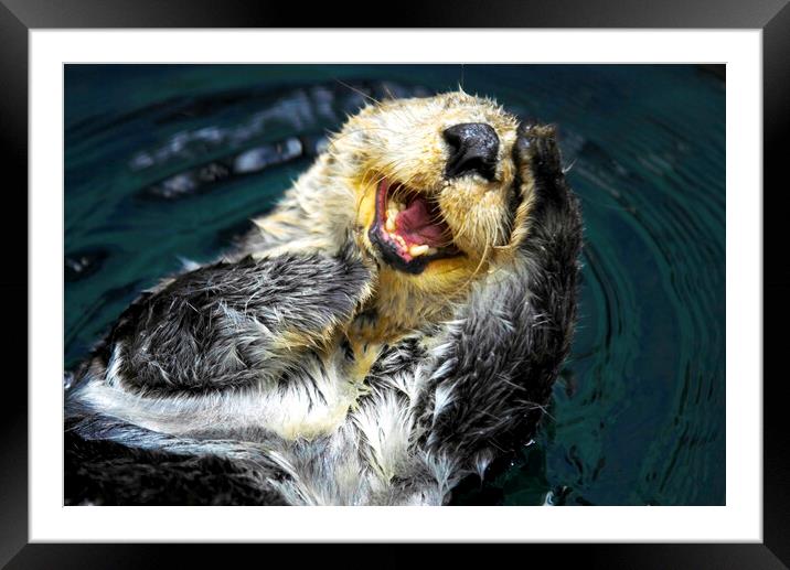 Sea Otter (Enhydra Lutris) Framed Mounted Print by Fabrizio Troiani