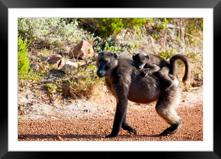 Chacma baboons Framed Mounted Print by Fabrizio Troiani