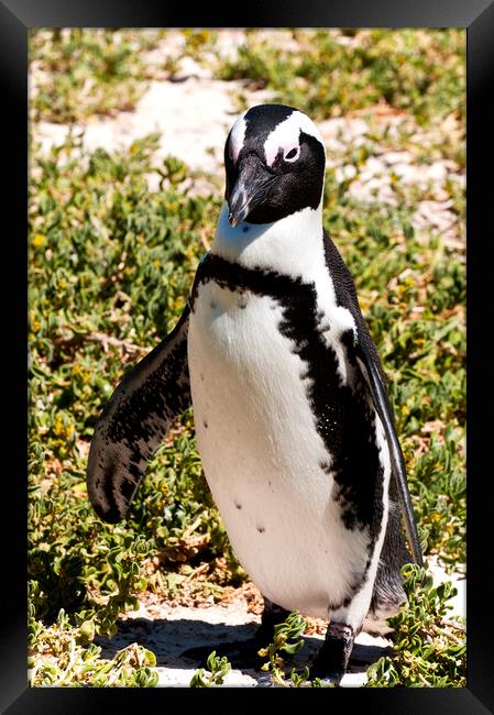 African Penguin Framed Print by Fabrizio Troiani