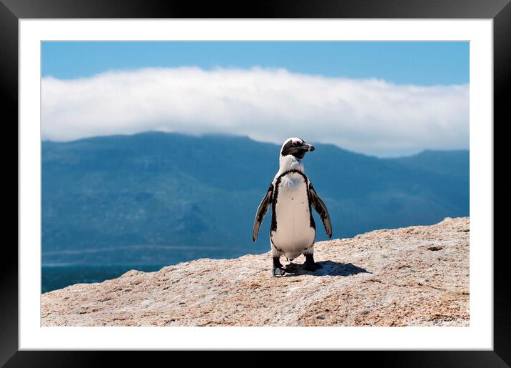 African Penguin Framed Mounted Print by Fabrizio Troiani