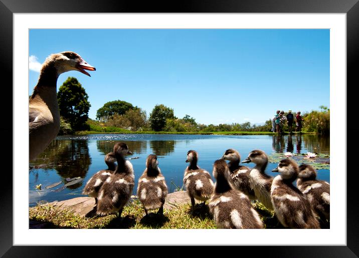 Egyptian geese Framed Mounted Print by Fabrizio Troiani