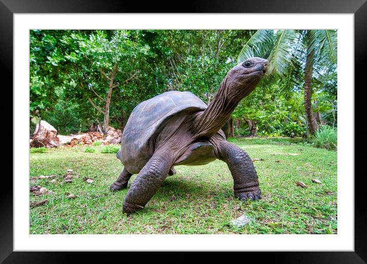 Aldabra giant tortoise Framed Mounted Print by Fabrizio Troiani