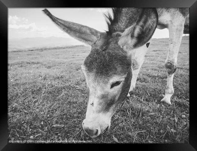 Donkey grazing.  Framed Print by Cristi Croitoru