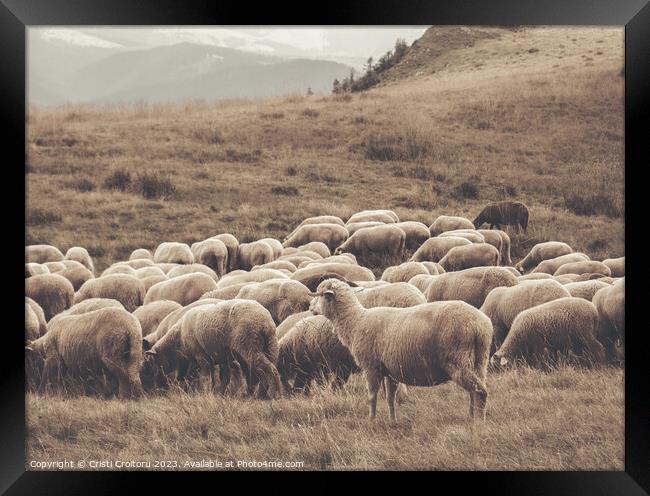 A flock of sheep grazing Framed Print by Cristi Croitoru