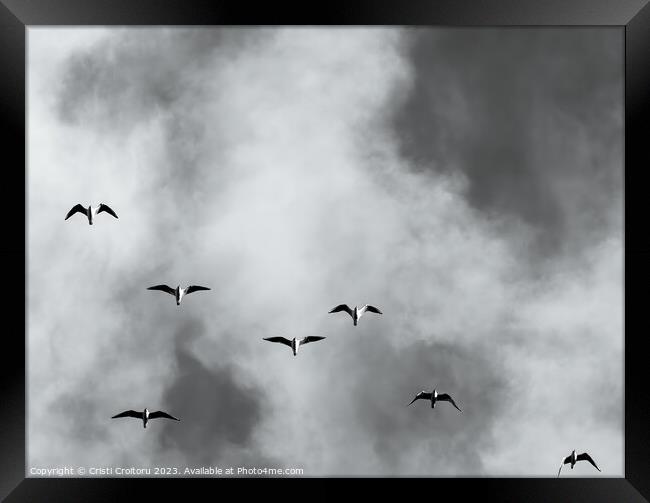 Seagulls Framed Print by Cristi Croitoru