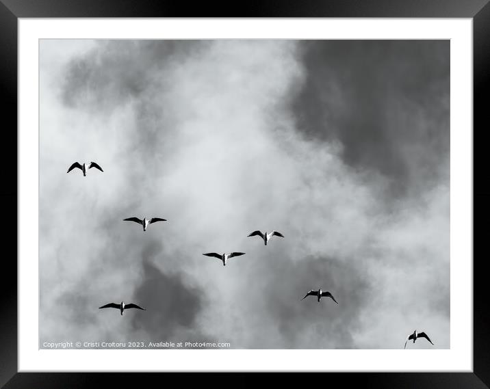 Seagulls Framed Mounted Print by Cristi Croitoru