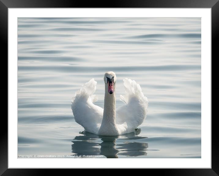 Graceful white swan. Framed Mounted Print by Cristi Croitoru