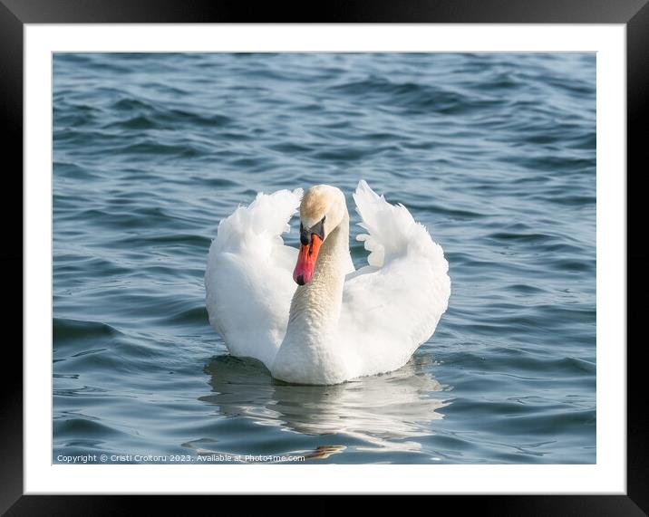 Graceful white swan. Framed Mounted Print by Cristi Croitoru