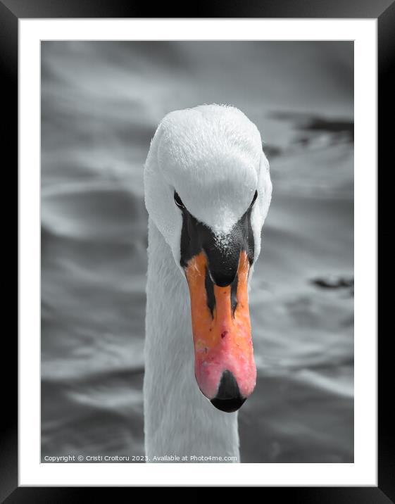 Head of a white swan. Framed Mounted Print by Cristi Croitoru