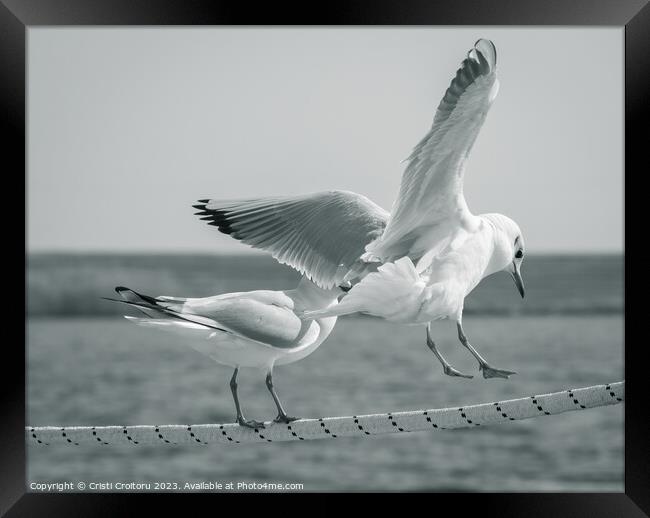Seagulls. Framed Print by Cristi Croitoru