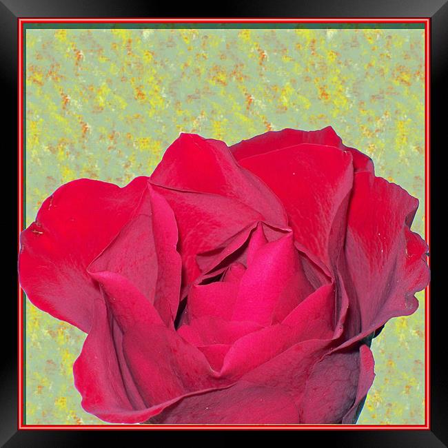 Red Rose Framed Print by Dorianne Austin