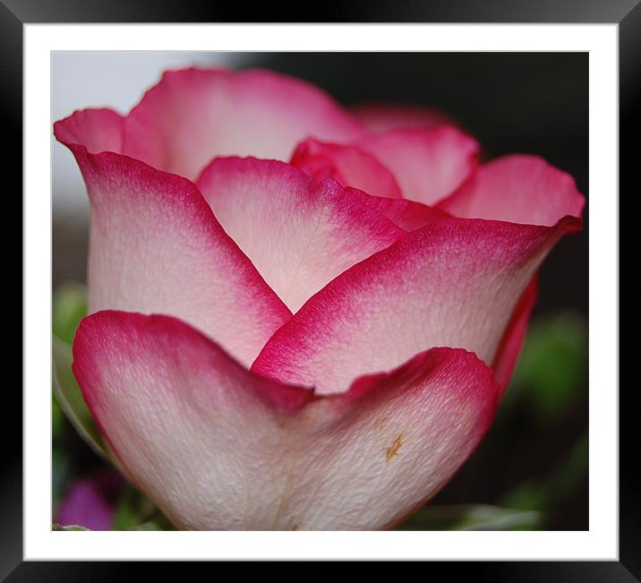 Pink petals Framed Mounted Print by Dorianne Austin