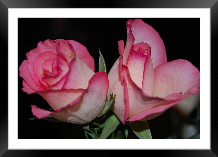 Two Pink Roses Framed Mounted Print by Dorianne Austin