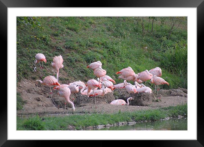 Flamingos. Framed Mounted Print by Dorianne Austin
