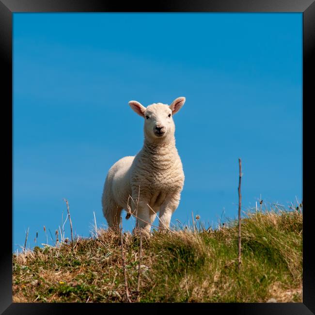 Hebridean Lamb Framed Print by Steve Smith
