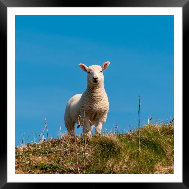 Hebridean Lamb Framed Mounted Print by Steve Smith