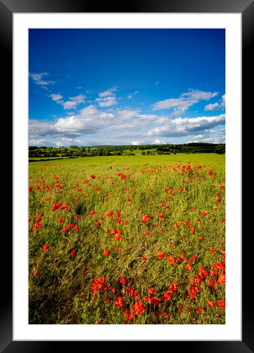 Richmond Poppies Framed Mounted Print by Steve Smith