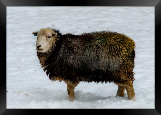 Herdwick Sheep Framed Print by Steve Smith