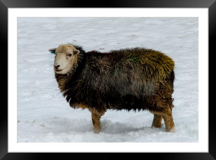 Herdwick Sheep Framed Mounted Print by Steve Smith