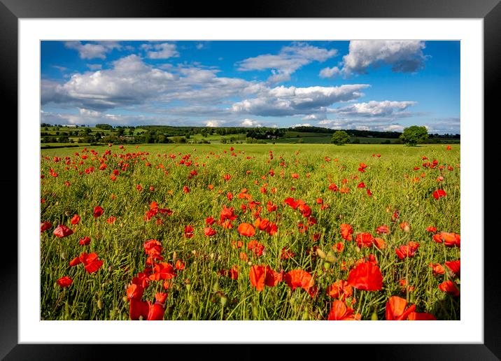 Gilling West Poppies Framed Mounted Print by Steve Smith
