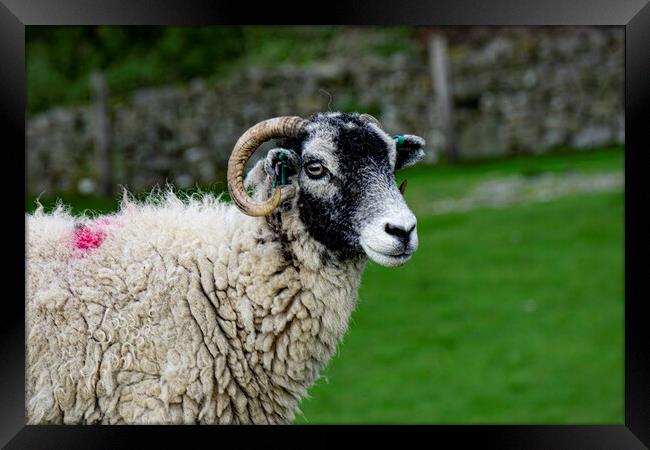 Swaledale Sheep Framed Print by Steve Smith