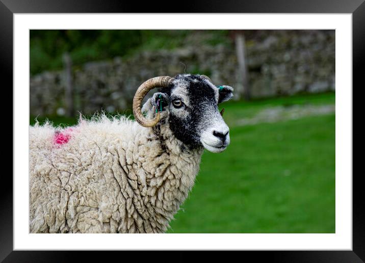 Swaledale Sheep Framed Mounted Print by Steve Smith