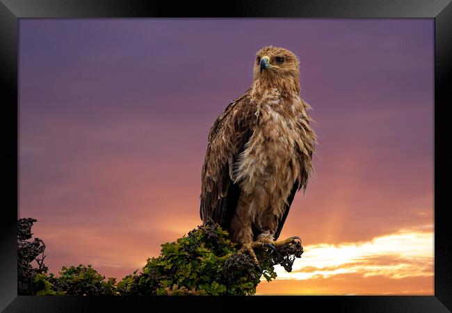 African Tawny Eagle Framed Print by Steve Smith