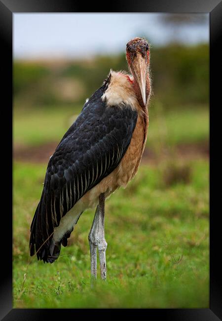 Marabou Stork Framed Print by Steve Smith