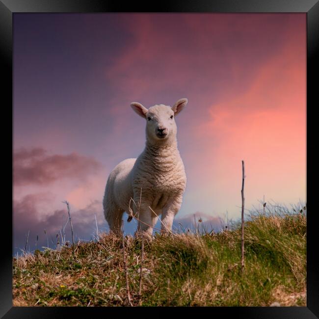 Hebridean Lamb Framed Print by Steve Smith