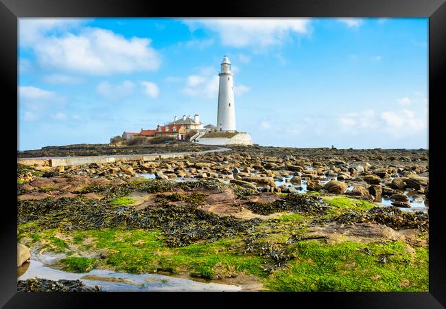 St Marys Lighthouse Framed Print by Steve Smith