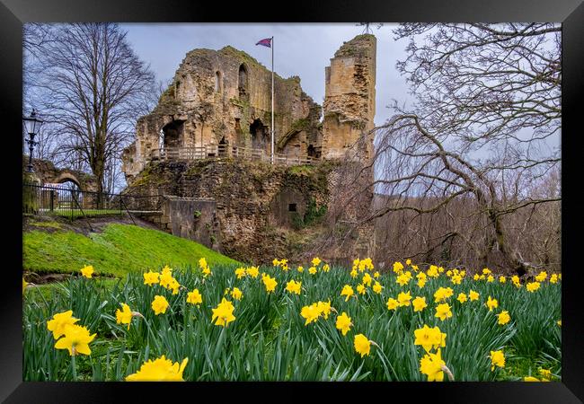 Knaresborough Castle Daffodils Framed Print by Steve Smith