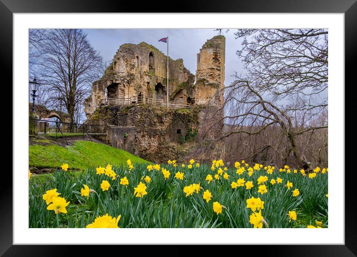 Knaresborough Castle Daffodils Framed Mounted Print by Steve Smith