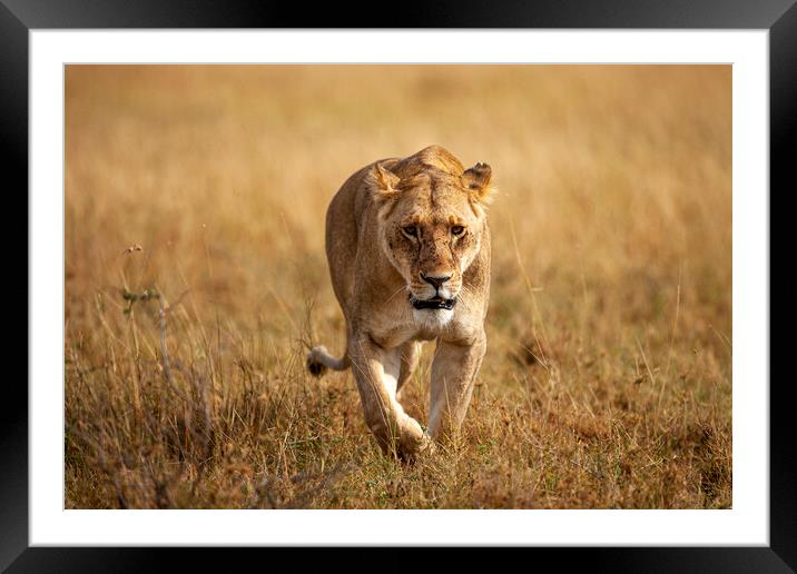 Lioness Framed Mounted Print by Steve Smith