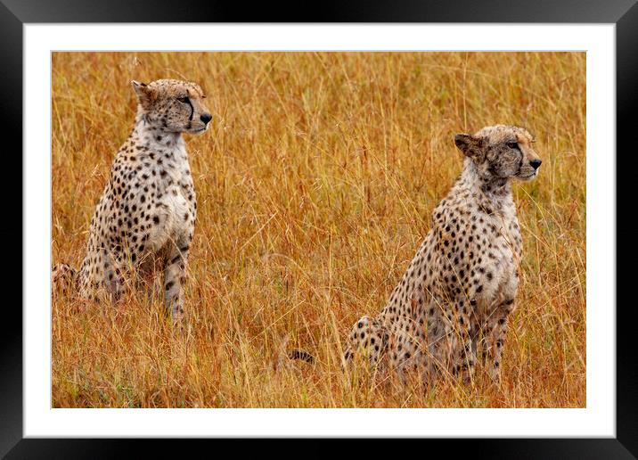 Cheetahs Framed Mounted Print by Steve Smith