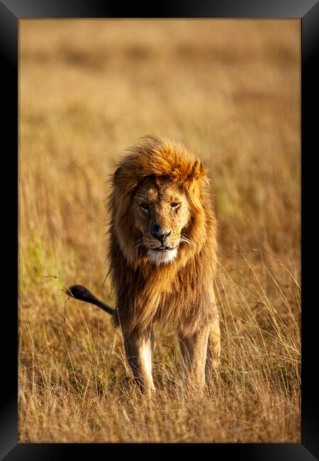 Lion Framed Print by Steve Smith